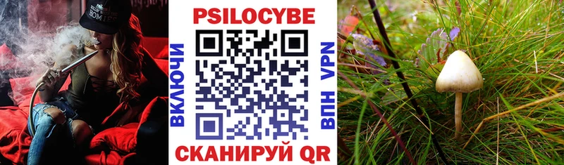 Псилоцибиновые грибы Psilocybine cubensis  Купить закладки  Новомичуринск 